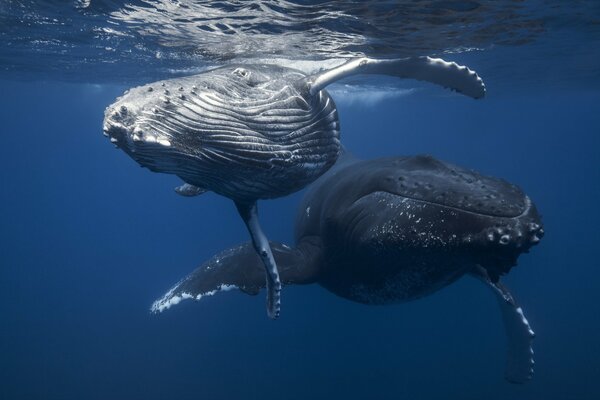 Grandes ballenas en el mar azul