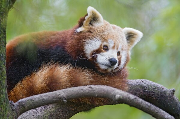 Panda rosso seduto su un ramo