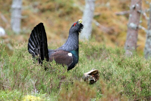 Black grouse walks through the forest in search of food