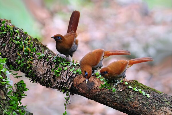 Three birds are sitting on a branch