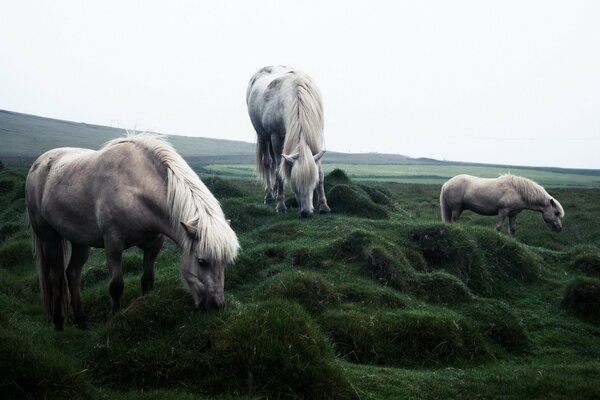 Horses graze on a green field