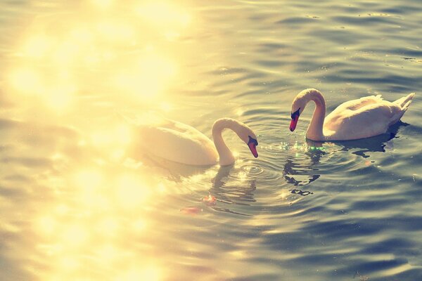 Cygnes sur le lac nagent ensemble