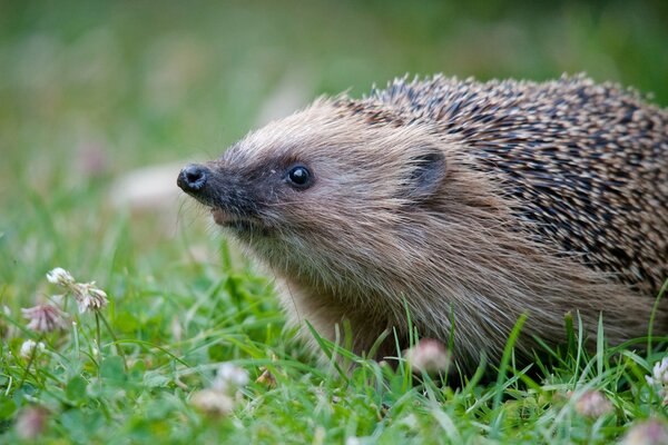 Ein Igel auf dem grünen Rasen