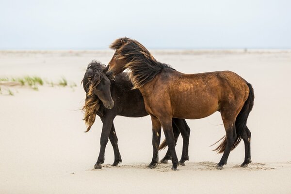 Dos caballos en la arena