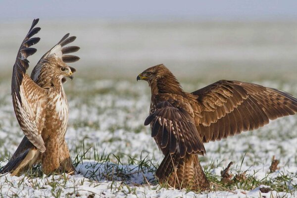 Mating dances of two hawks