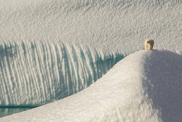 Polar bear on ice floes