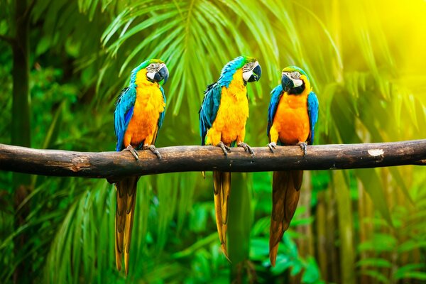 Three bright parrots are sitting on a branch