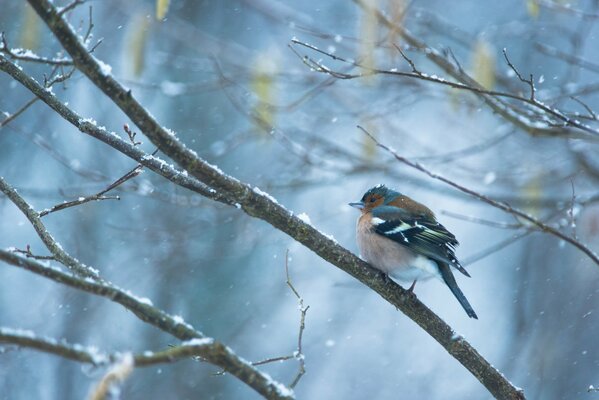 A finch sitting on a branch during a snowfall