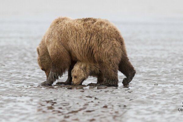 A bear with a bear cub on icy Lake Clark