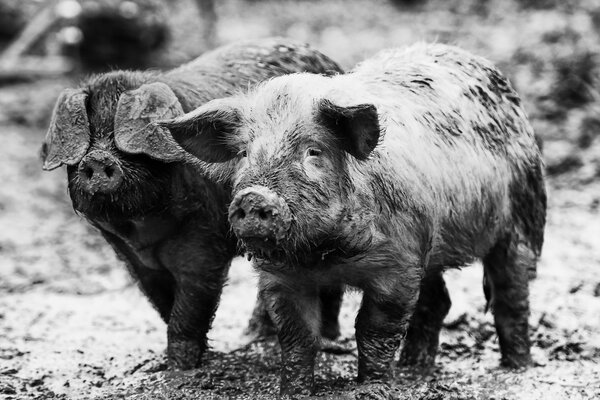 Schweinsfamilie ging spazieren