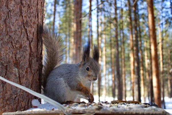 A squirrel in a winter forest eats from a feeder