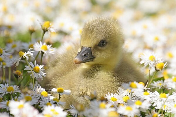 Yellow bird in a chamomile field