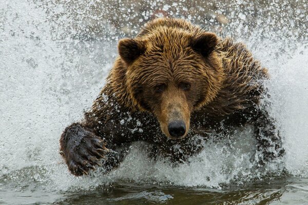 Riesiger Braunbär im Wasser unter Spritzern