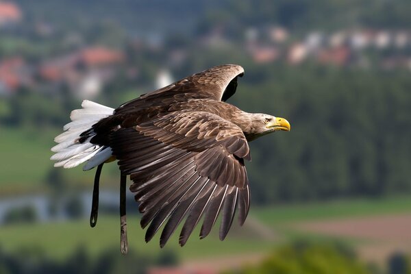 L aigle vole. Photo de vol d oiseau