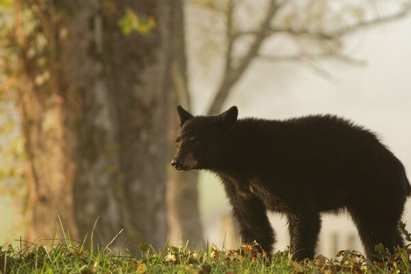 A brown bear came out on a trail in the forest