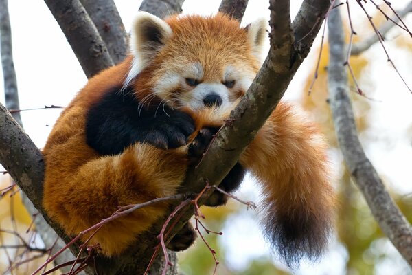 Panda rouge repose sur un arbre