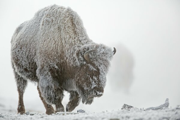 A huge bison under the white frost in winter