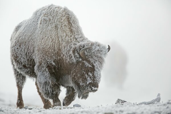 Огромный бизон под белым инеем зимой