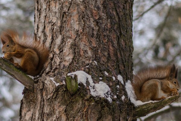 Rothaarige Eichhörnchen im Winterwald