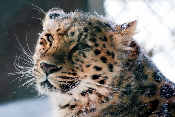 Leopardo de Amur en el bosque de invierno