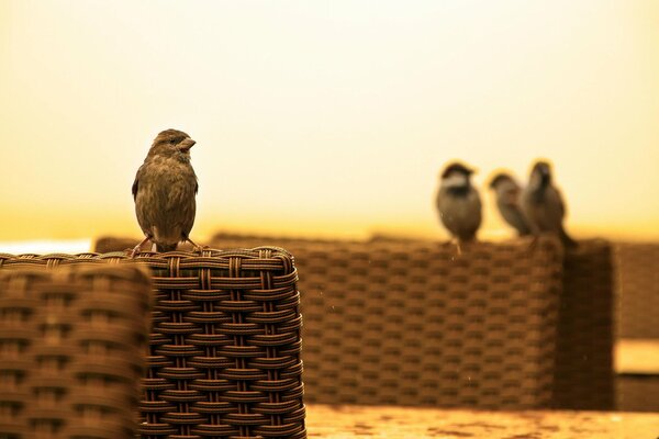 Moineaux assis sur les bancs