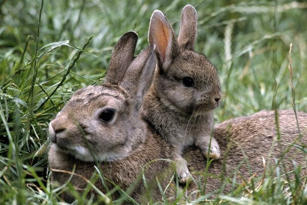 Le lapin au lapin à traai