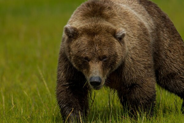 Großer Bär mit ernstem Blick auf einem Grashintergrund