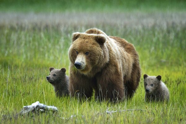 A bear with cubs in the grass in nature