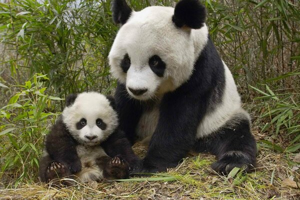 Chinesischer Panda mit seinem Bären am Bambus