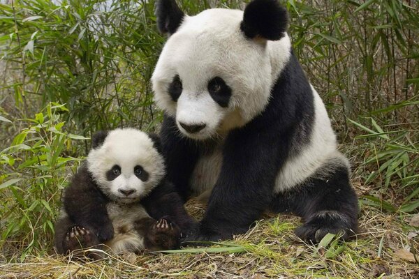 Chinese panda with his bear cub at the bamboo