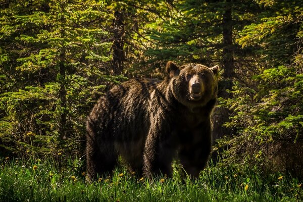 Der Besitzer des Waldes ist ein Grizzlybär!