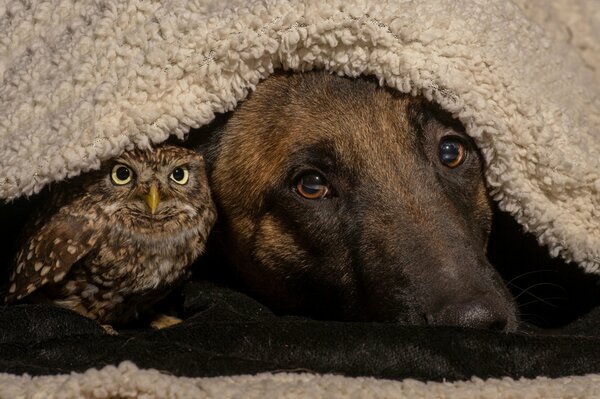 Друзья навеки - собака и сова