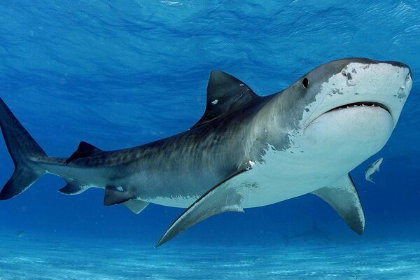 Prédateur dans la mer. Requin dans l eau