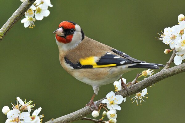 A bird on a branch with flowers