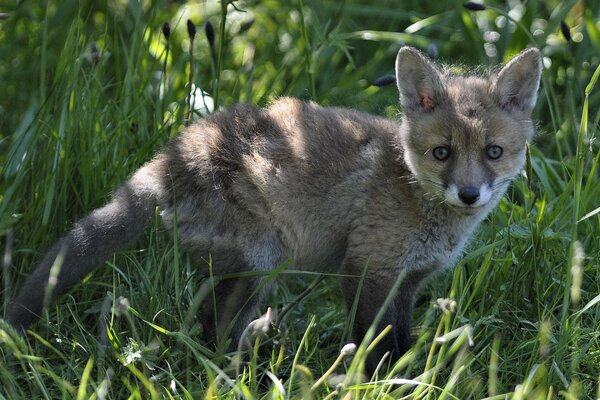 Kleiner Fuchs im Gras