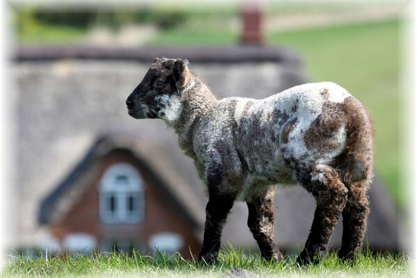 Lamb walks on the green grass