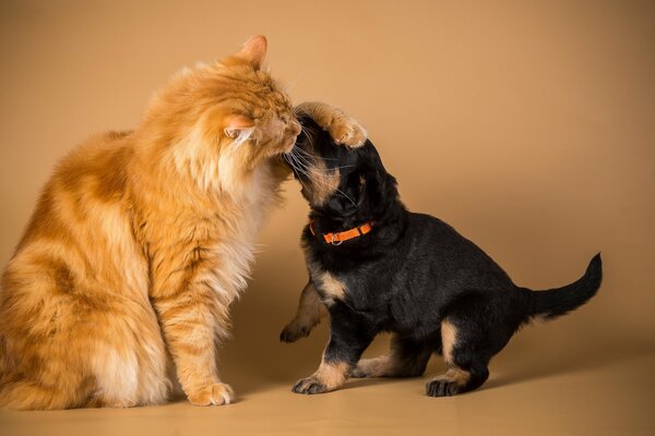 Katze und Hund können Freunde sein