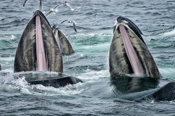 Ballenas y gaviotas cuando se alimentan en el océano