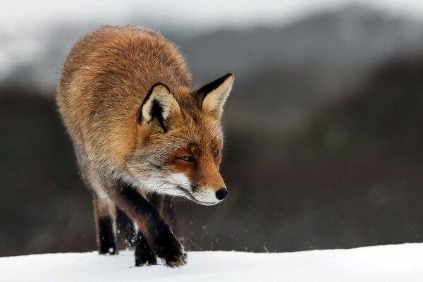 Fuchs vor dem Hintergrund der Winternatur