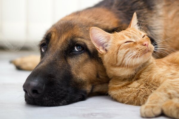 Perro y gato mirada y amistad