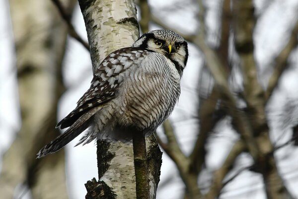 An owl is sitting on a tree