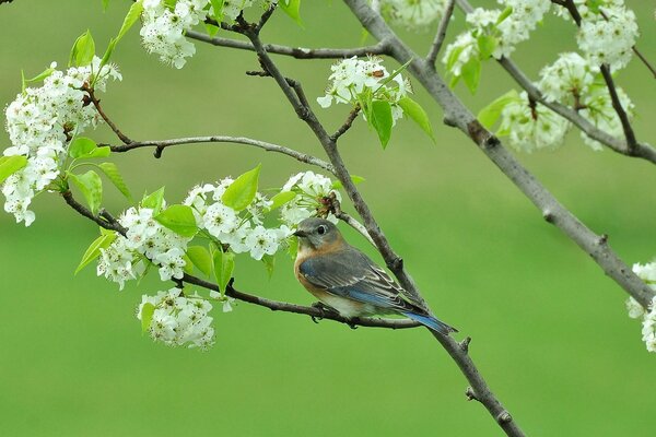 Vogel auf einem blühenden Baum im Frühling