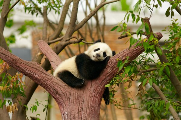 Sleeping panda on a tree trunk surrounded by branches and green foliage