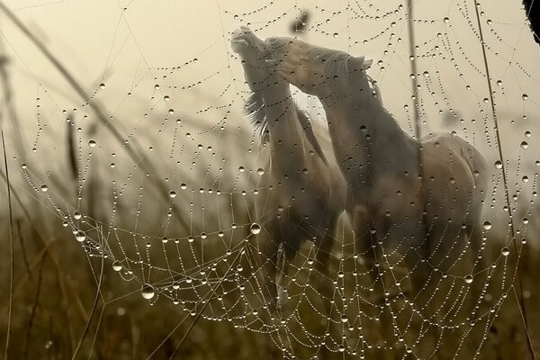 Une paire de chevaux et une toile d araignée humide