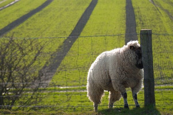 Ein Schaf steht neben einem Zaun