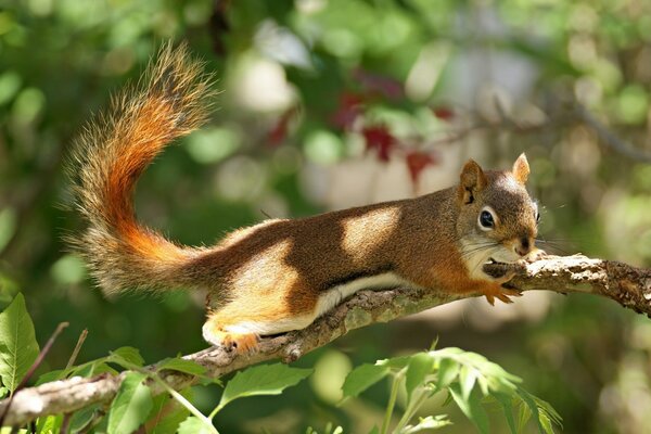 Wiewiórka skacze po gałęziach