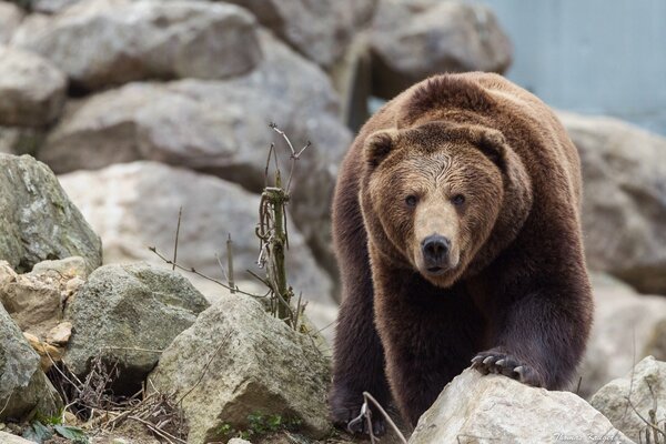 Photo of a bear s gaze on a stone