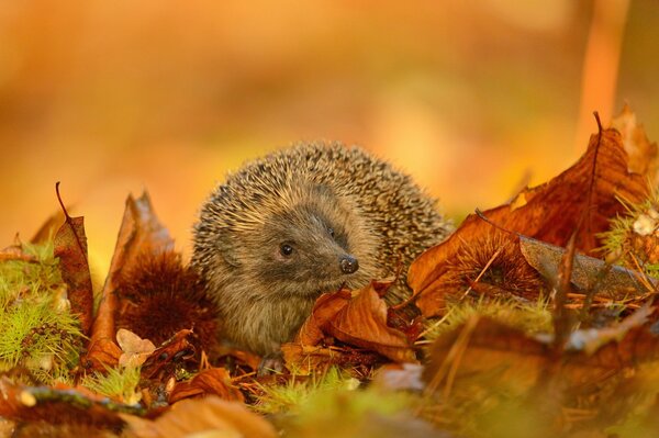 Ein nachdenklicher Igel. Blätter im Wald