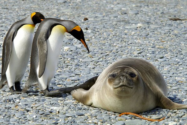 I pinguini scacciano la foca in mare