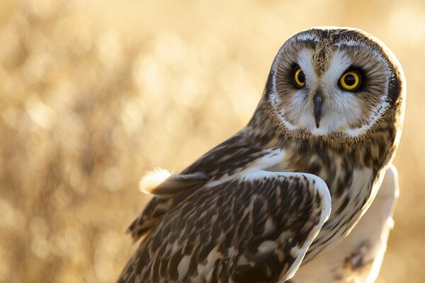 An owl with beautiful feathers and a serious look